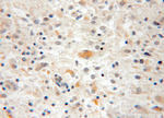 CPOX Antibody in Immunohistochemistry (Paraffin) (IHC (P))