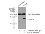 CPOX Antibody in Immunoprecipitation (IP)