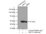 MINA Antibody in Immunoprecipitation (IP)