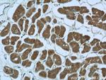 PDK3 Antibody in Immunohistochemistry (Paraffin) (IHC (P))