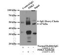 PDK3 Antibody in Immunoprecipitation (IP)