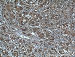 Gamma cystathionase Antibody in Immunohistochemistry (Paraffin) (IHC (P))