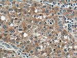 Gamma cystathionase Antibody in Immunohistochemistry (Paraffin) (IHC (P))