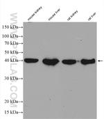 Gamma cystathionase Antibody in Western Blot (WB)