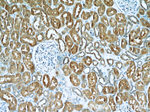 Gamma cystathionase Antibody in Immunohistochemistry (Paraffin) (IHC (P))