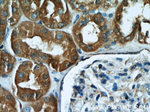 Gamma cystathionase Antibody in Immunohistochemistry (Paraffin) (IHC (P))