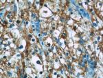 BMP7 Antibody in Immunohistochemistry (Paraffin) (IHC (P))