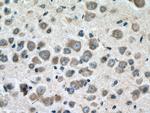 BMP7 Antibody in Immunohistochemistry (Paraffin) (IHC (P))