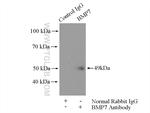 BMP7 Antibody in Immunoprecipitation (IP)