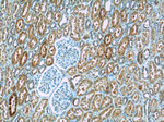 BMP7 Antibody in Immunohistochemistry (Paraffin) (IHC (P))