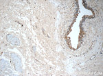 BMP7 Antibody in Immunohistochemistry (Paraffin) (IHC (P))