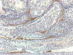 STAR Antibody in Immunohistochemistry (Paraffin) (IHC (P))