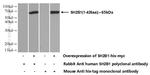 SH2B1 Antibody in Western Blot (WB)