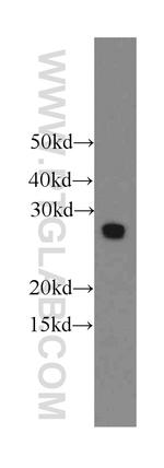 EIF4E2 Antibody in Western Blot (WB)