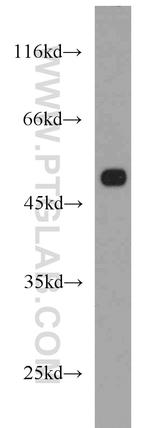 CALCOCO2 Antibody in Western Blot (WB)