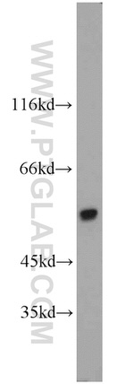 CALCOCO2 Antibody in Western Blot (WB)