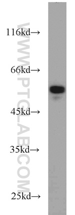 CALCOCO2 Antibody in Western Blot (WB)