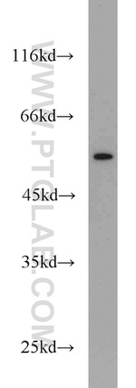 CALCOCO2 Antibody in Western Blot (WB)