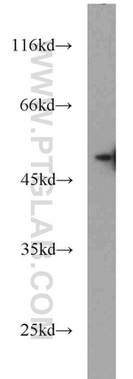 CALCOCO2 Antibody in Western Blot (WB)