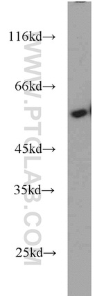 CALCOCO2 Antibody in Western Blot (WB)