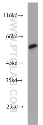 CALCOCO2 Antibody in Western Blot (WB)