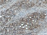 NT5E/CD73 Antibody in Immunohistochemistry (Paraffin) (IHC (P))