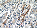 NT5E/CD73 Antibody in Immunohistochemistry (Paraffin) (IHC (P))