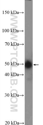 PRKACB Antibody in Western Blot (WB)