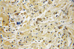 PRKACB Antibody in Immunohistochemistry (Paraffin) (IHC (P))