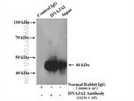 DNAJA2 Antibody in Immunoprecipitation (IP)