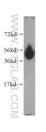 DNAJA2 Antibody in Western Blot (WB)