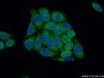 NELF Antibody in Immunocytochemistry (ICC/IF)