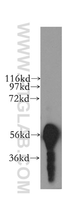 NELF Antibody in Western Blot (WB)