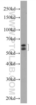 NELF Antibody in Western Blot (WB)