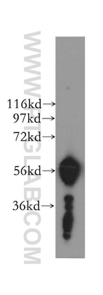 NELF Antibody in Western Blot (WB)