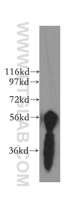 NELF Antibody in Western Blot (WB)