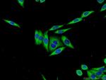 Cystatin C Antibody in Immunocytochemistry (ICC/IF)