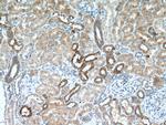 Cystatin C Antibody in Immunohistochemistry (Paraffin) (IHC (P))