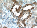 Cystatin C Antibody in Immunohistochemistry (Paraffin) (IHC (P))