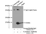 Cystatin C Antibody in Immunoprecipitation (IP)