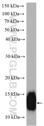 Cystatin C Antibody in Western Blot (WB)