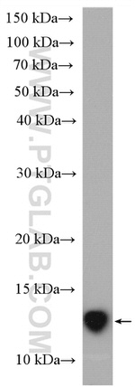 Cystatin C Antibody in Western Blot (WB)