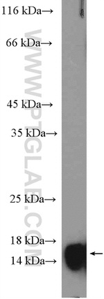 Cystatin C Antibody in Western Blot (WB)