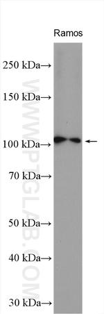 MCM10 Antibody in Western Blot (WB)