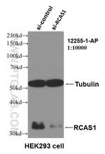 RCAS1 Antibody in Western Blot (WB)