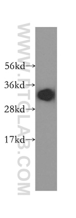 RCAS1 Antibody in Western Blot (WB)