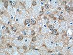 NECAB2 Antibody in Immunohistochemistry (Paraffin) (IHC (P))