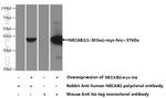 NECAB2 Antibody in Western Blot (WB)