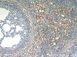 SULF2 Antibody in Immunohistochemistry (Paraffin) (IHC (P))