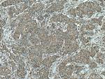 ETFA Antibody in Immunohistochemistry (Paraffin) (IHC (P))